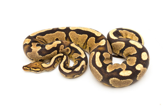 ball python snake reptile