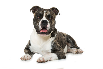 Naklejka premium Old English Bulldog