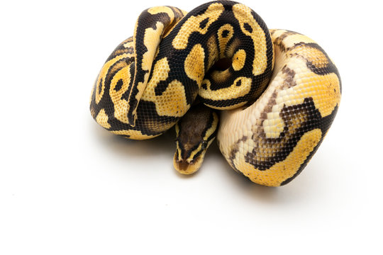 ball python snake reptile
