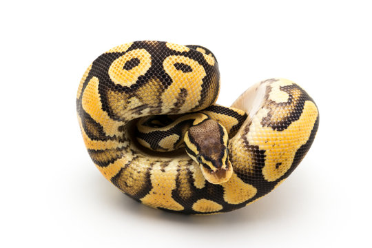 ball python snake reptile