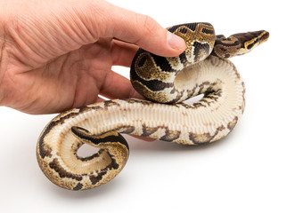 Obraz premium ball python snake reptile
