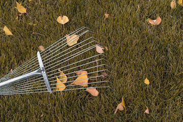 rake collecting grass  colored autumn foliage, garden tools. Collecting grass clippings. Garden tools.