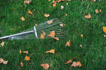 rake collecting grass  colored autumn foliage, garden tools. Collecting grass clippings. Garden tools.