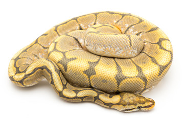 ball python snake reptile