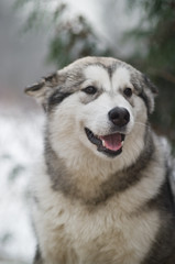 Alaskan Malamute