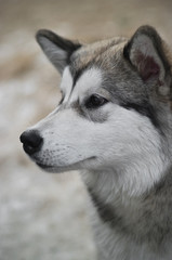 Alaskan Malamute
