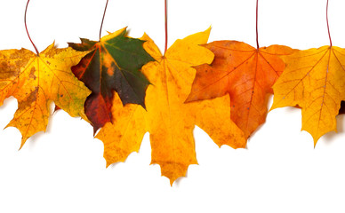 Fototapeta na wymiar Autumnal multicolored maple-leafs upside down