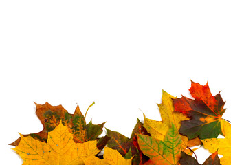 Autumn multicolor maple-leafs on white