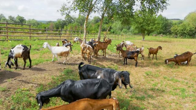 A Herd of Goats Grazing in a Meadow. Countryside