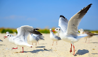 flock of white sea gulls on the sandy beach