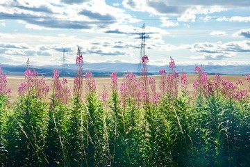 Fototapety na wymiar - Fototapeta24.pl