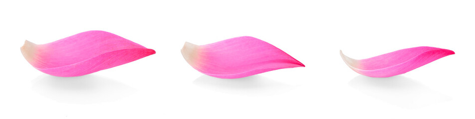 Pink lotus petals on a white background.
