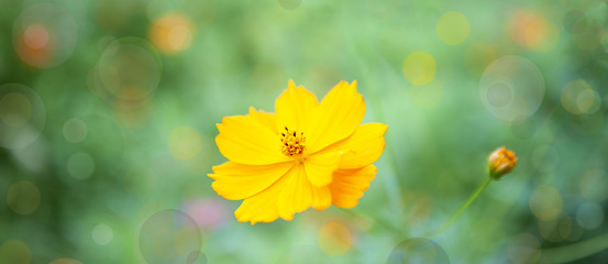 fiore giallo
