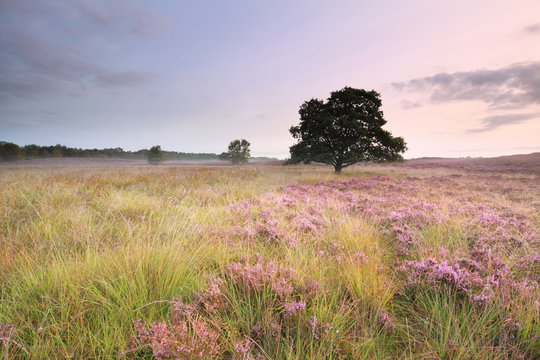 pink flowering heather on meadow