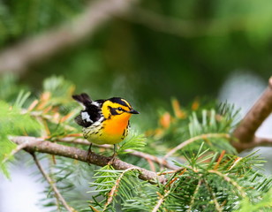 Blackburnian warbler perched in a boreal forest Quebec, Canada.