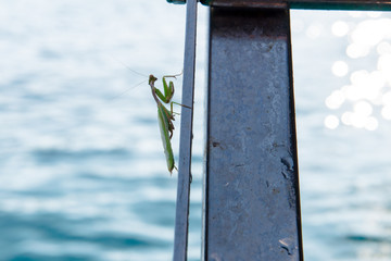praying mantis