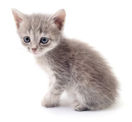 Small gray kitten.
