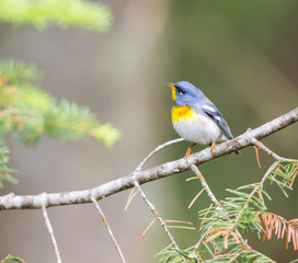 Obraz premium Northern parula perched in a boreal forest, Quebec, Canada,