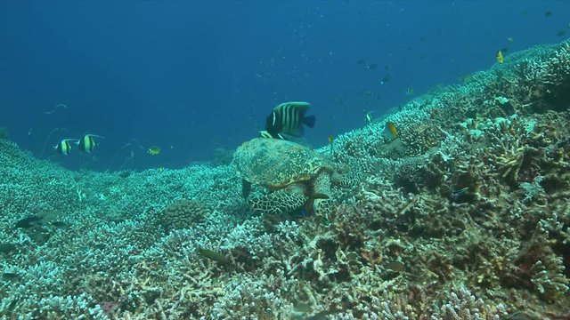 Hawksbill turtle on a Coral reef while eating. Together with Bannerfishes and Angelfishes 4k footage