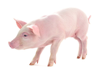 Pig on white.