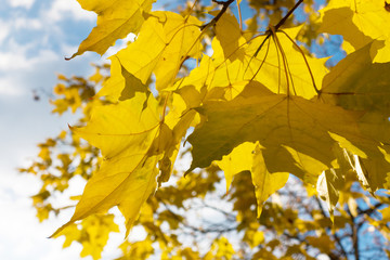 branch with maple leaves
