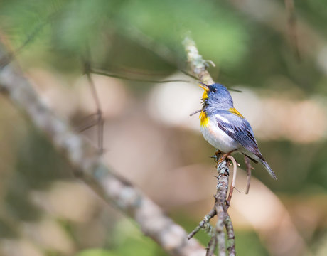 Northern parula perched in a boreal forest, Quebec, Canada,