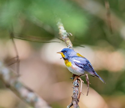 Northern parula perched in a boreal forest, Quebec, Canada,