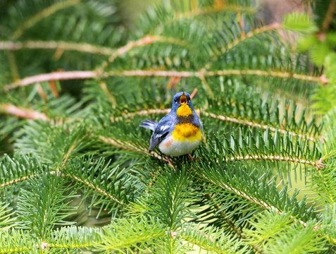 Northern parula perched in a boreal forest, Quebec, Canada,
