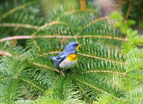 Northern parula perched in a boreal forest, Quebec, Canada,