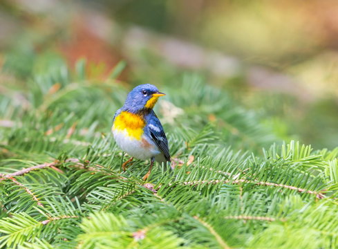 Northern parula perched in a boreal forest, Quebec, Canada,