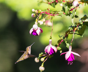 Ruby throated hummingbird female feeding from a fuchia in north Quebec, Canada.