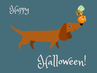 Postcard Happy Halloween with a Dachshund holding on the nose colored pumpkins. Vector