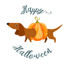Postcard Happy Halloween with a Dachshund in a pumpkin costume. Vector