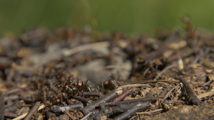 Close-up wild ants swarming around their anthills. Anthill in the forest among the dry leaves.Insects working emmet running around near the hole in the ground,macro anthill. Ant in ant hill colony