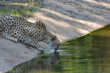 Gepard beim trinken
