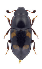 Beetle Glischrochilus quadriguttatus on a white background
