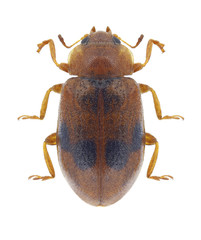 Beetle Coccidula scutellata on a white background