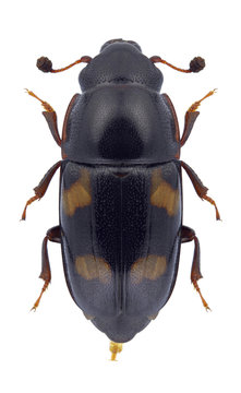 Beetle Glischrochilus quadriguttatus on a white background