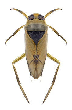 Bug Notonecta glauca on a white background