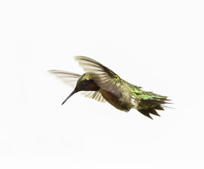 Ruby throated hummingbird flying on a white backgroud, in north Quebec, Canada. © Hummingbird Art
