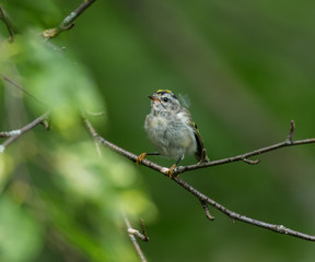 Golden-crowned kinglet is a very small songbird of the boreal forest of north Quebec, Canada.