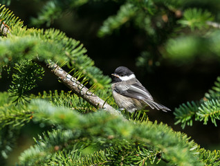 Black Capped Chickadee waiting to be fed by its parents. Taken in cottage country north Quebec, Canada.