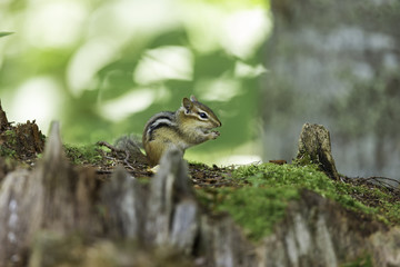 Wild chipmunk in a Boreal forest, north Quebec, Canada.