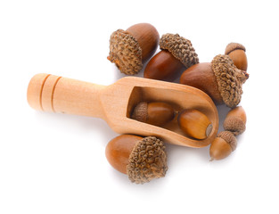 acorns on a white background