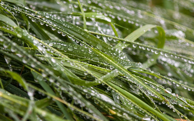 Green grass covered in raindrops