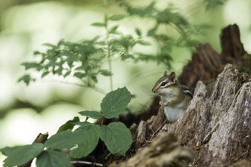 Wild chipmunk in a Boreal forest, north Quebec, Canada.