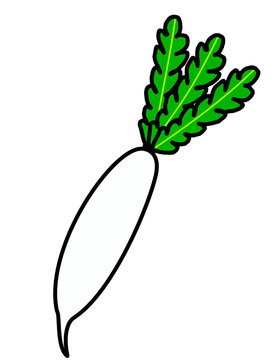 大根(白、葉脈)