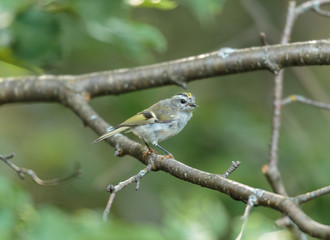 Golden-crowned kinglet is a very small songbird of the boreal forest of north Quebec, Canada.