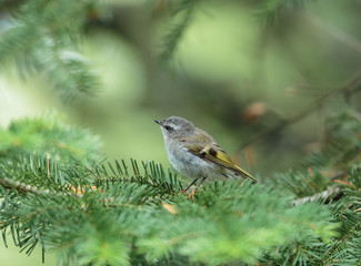 Golden-crowned kinglet is a very small songbird of the boreal forest of north Quebec, Canada.
