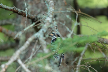 Downy and Hairy woodpeckers are widely distributed across North America. Both commonly visit feeder areas where they feed on suet and sometimes seeds. 